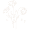 Roses Off White Roses Off White